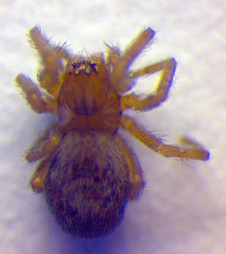 Lathys stigmatisata &copy; Zoologische Staatssammlung Muenchen