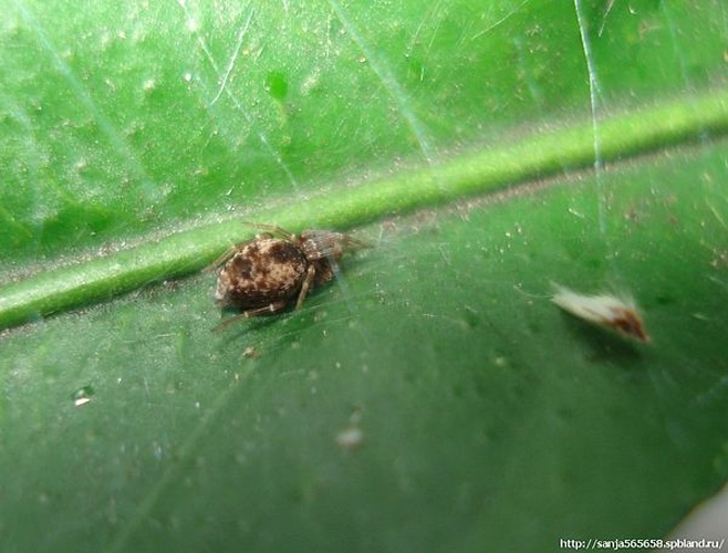 Dictyna uncinata &copy; <a href="//commons.wikimedia.org/wiki/User:Sanja565658" title="User:Sanja565658">Sanja565658</a>