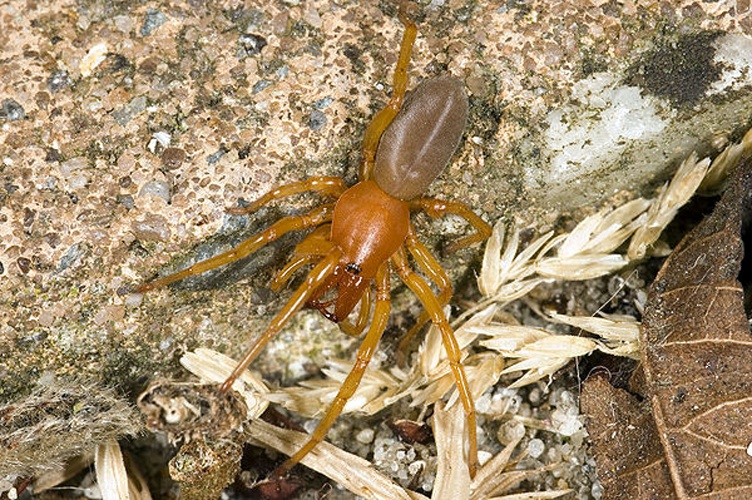 Dysdera crocata &copy; <a href="https://en.wikipedia.org/wiki/User:Mvuijlst" class="extiw" title="wikipedia:User:Mvuijlst">Mvuijlst</a> at <a href="https://en.wikipedia.org/wiki/" class="extiw" title="wikipedia:">English Wikipedia</a>