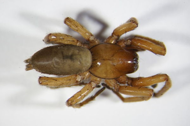 Drassodes pubescens © Zoologische Staatssammlung Muenchen