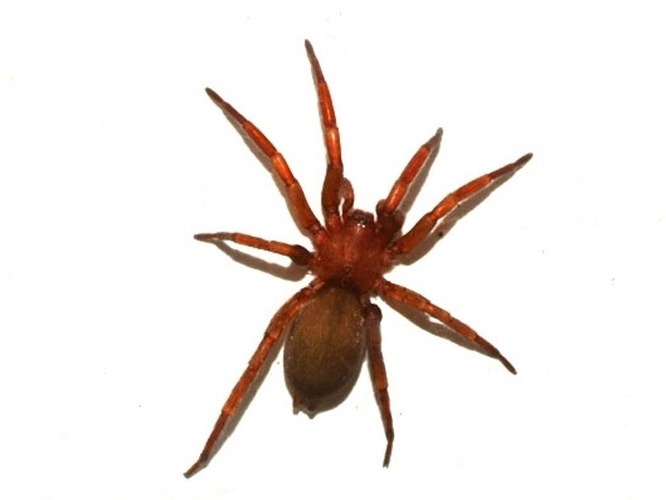 Haplodrassus signifer © <a rel="nofollow" class="external text" href="http://herramientas.educa.madrid.org/animalandia/autor.php?nombre=Laura%20Collado%20y%20Javier%20Peraleda">Lauro Collado y Javier Paraleda</a>