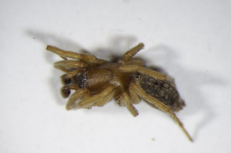 Haplodrassus dalmatensis © Zoologische Staatssammlung Muenchen