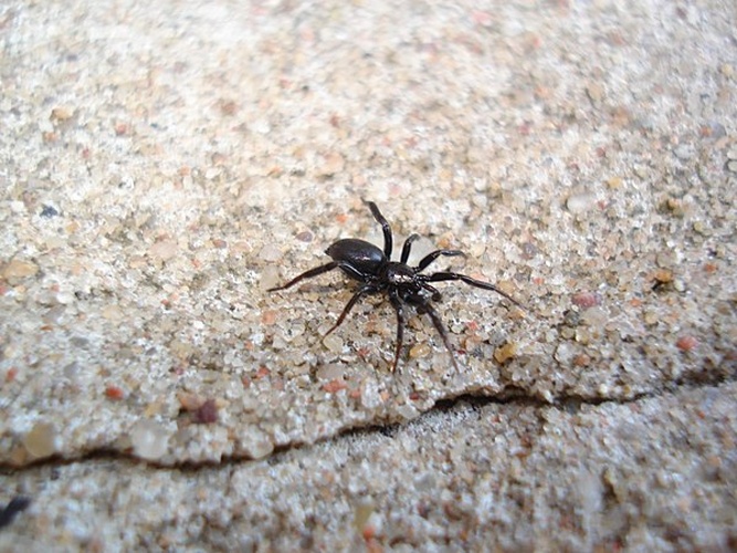 Zelotes latreillei © <a href="//commons.wikimedia.org/wiki/User:Sanja565658" title="User:Sanja565658">Sanja565658</a>