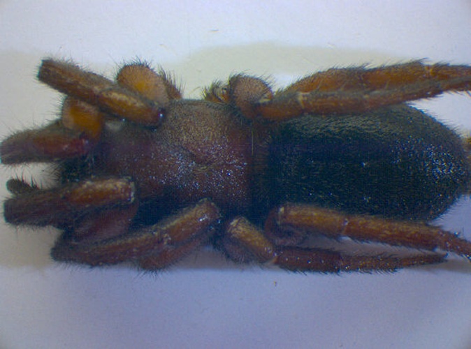 Gnaphosa lucifuga &copy; Zoologische Staatssammlung Muenchen