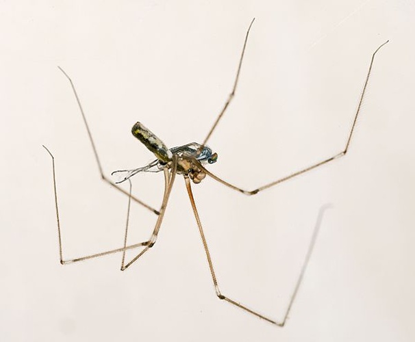 Pholcus phalangioides © <a href="//commons.wikimedia.org/wiki/User:Archaeodontosaurus" title="User:Archaeodontosaurus">Didier Descouens</a>