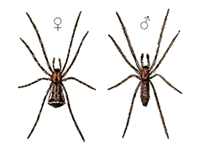 Episinus truncatus © Léon Becker