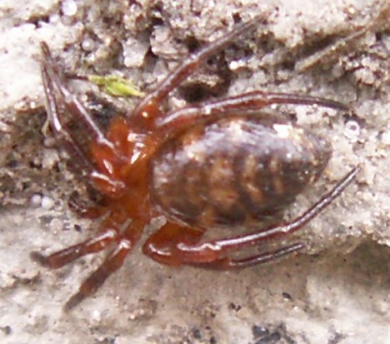 Euryopis flavomaculata © Markku A. Hutunen