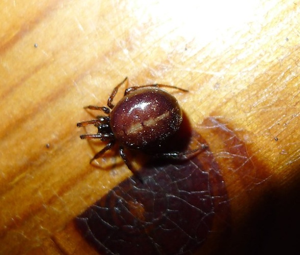 Crustulina sticta © <a rel="nofollow" class="external text" href="https://www.flickr.com/people/43272765@N04">gailhampshire</a> from Cradley, Malvern, U.K