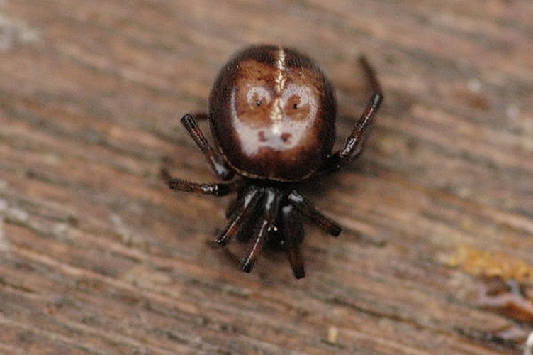 Steatoda bipunctata © James K. Lindsey