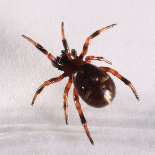 Asagena phalerata © <a href="//commons.wikimedia.org/wiki/User:NobbiP" title="User:NobbiP">NobbiP</a>