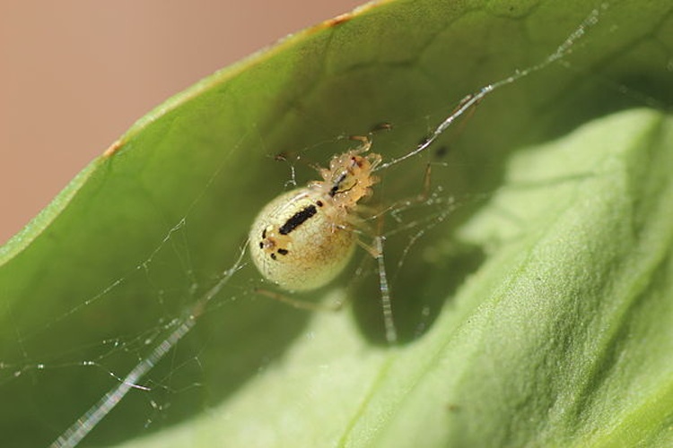 Enoplognatha latimana © <a href="//commons.wikimedia.org/wiki/User:XenonX3" title="User:XenonX3">XenonX3</a>