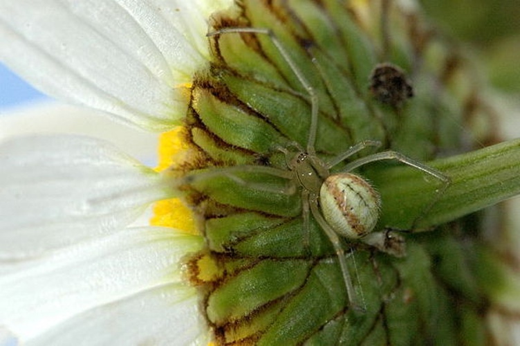 Enoplognatha ovata © James K. Lindsey