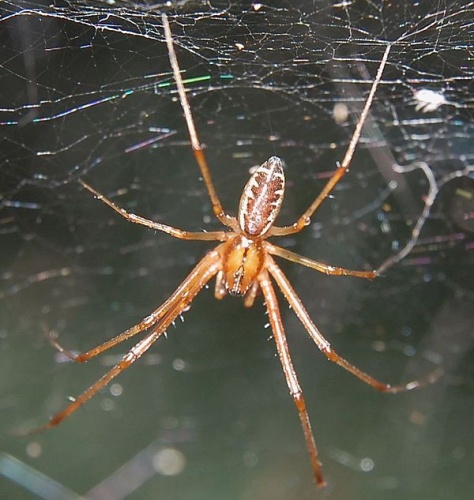 Linyphia triangularis © Rainer Altenkamp, Berlin