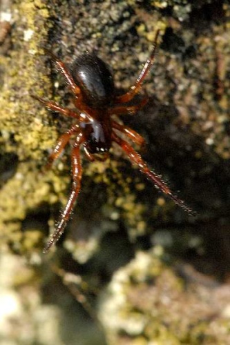 Centromerus sylvaticus © James K. Lindsey