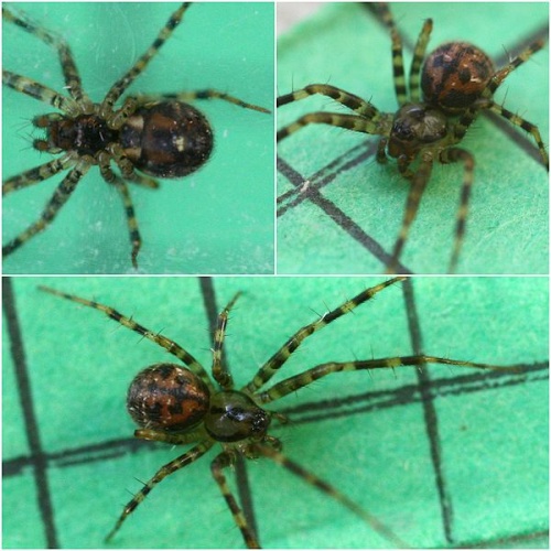 Labulla thoracica &copy; <a rel="nofollow" class="external text" href="https://www.flickr.com/people/57984606@N00">Phil</a>