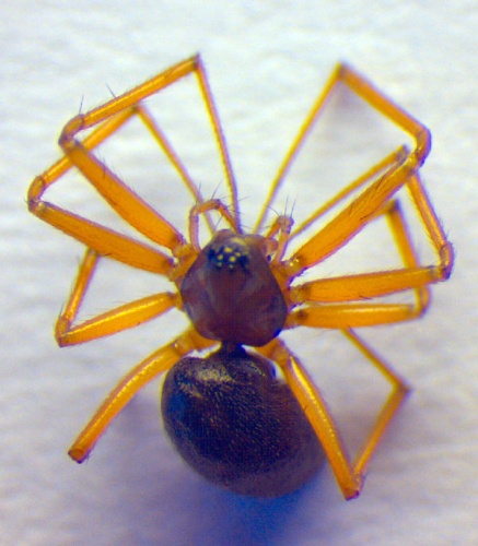 Bathyphantes approximatus &copy; Zoologische Staatssammlung Muenchen