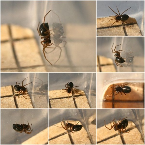 Erigone dentipalpis © <a rel="nofollow" class="external text" href="https://www.flickr.com/people/57984606@N00">Phil</a>