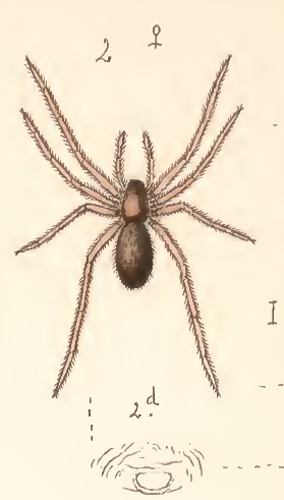 Erigone longipalpis &copy; Becker, L. (1896)