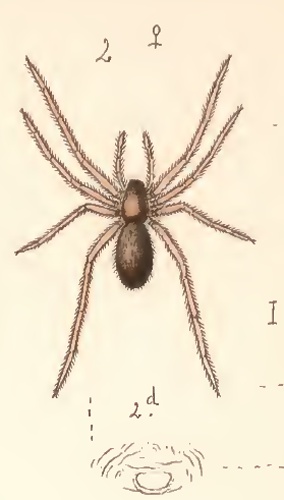 Erigone longipalpis © Becker, L. (1896)