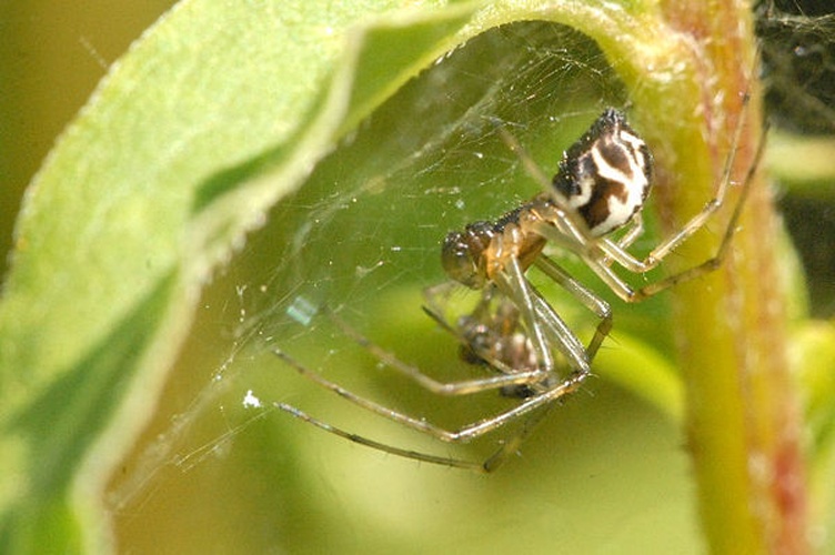 Frontinellina frutetorum &copy; James K. Lindsey