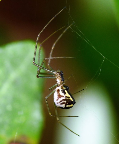 Filmy dome spider &copy; <a href="//commons.wikimedia.org/wiki/User:Lucarelli" title="User:Lucarelli">Lucarelli</a>