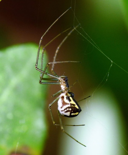 Filmy dome spider © <a href="//commons.wikimedia.org/wiki/User:Lucarelli" title="User:Lucarelli">Lucarelli</a>