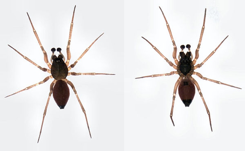 Ostearius melanopygius © S.E. Thorpe