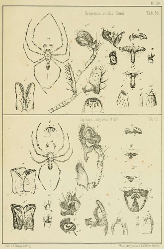 Tapinopa longidens © Anton Menge