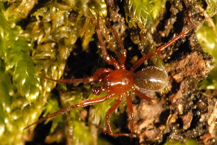 Gonatium rubens &copy; James K. Lindsey