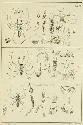 Pachygnatha listeri © Anton Menge