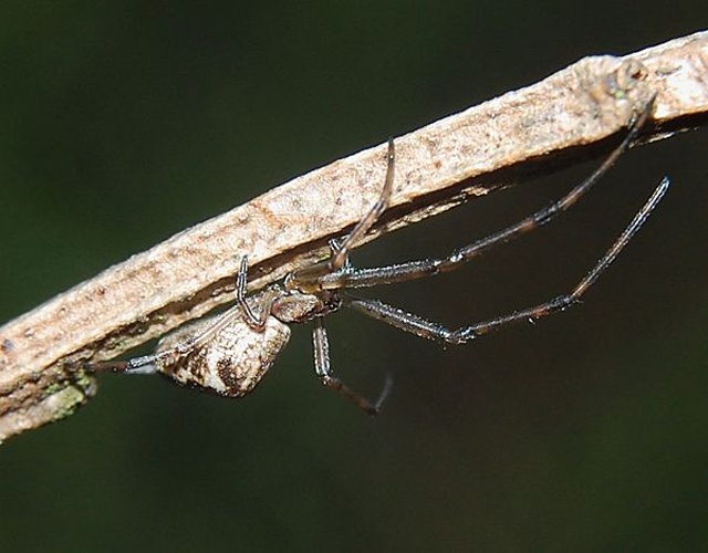 Tetragnatha obtusa © Rainer Altenkamp, Berlin