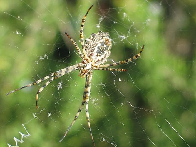 Argiope lobata © This file is a work by <b>Ester Inbar</b> (<a href="//commons.wikimedia.org/wiki/User:ST" title="User:ST">user:ST</a> or <a href="https://he.wikipedia.org/wiki/user:ST" class="extiw" title="he:user:ST">he:user:ST</a>).<br><p>More of my work can be found in <a href="//commons.wikimedia.org/wiki/Category:Files_by_User:ST" title="Category:Files by User:ST">Category:Files by User:ST</a>.<br></p>
If you use my work outside Wikimedia I would appreciate being notified and referred to site where used <a class="external text" href="http://commons.wikimedia.org/w/index.php?title=User_talk:ST&amp;action=edit&amp;section=new">here</a>.