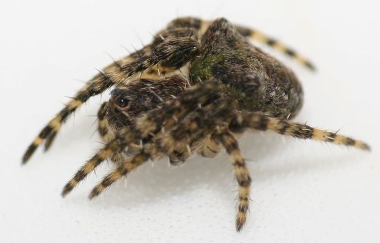 Gibbaranea gibbosa &copy; <a rel="nofollow" class="external text" href="https://flickr.com/people/47407653@N00">Benedikt</a>