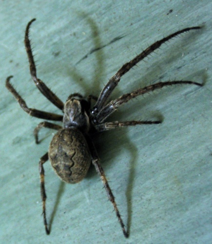 Nuctenea umbratica © <a href="https://de.wikipedia.org/wiki/Benutzer:DarkOne" class="extiw" title="de:Benutzer:DarkOne">de:Benutzer:DarkOne</a>