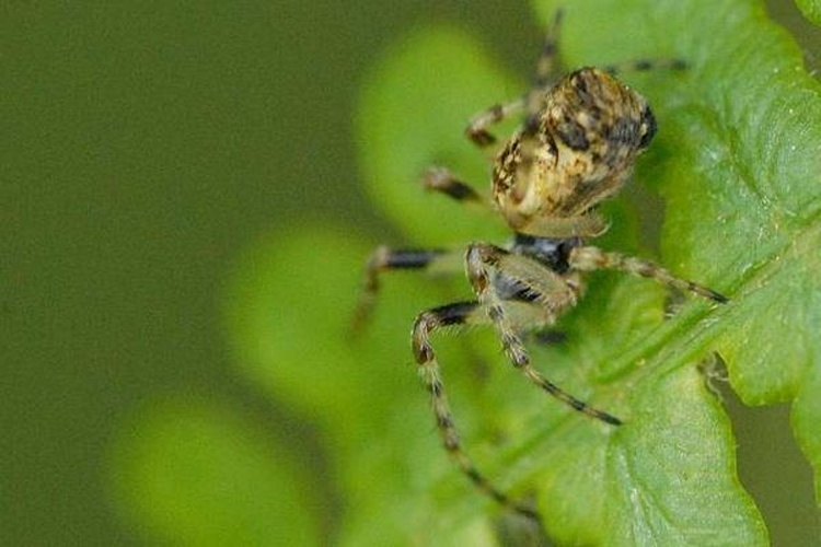 Cyclosa oculata &copy; James K. Lindsey