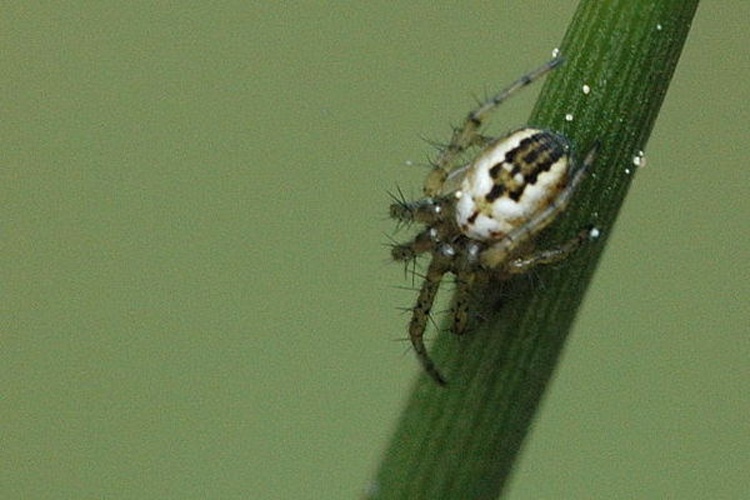 Mangora acalypha © James K. Lindsey