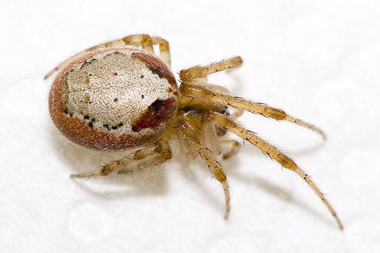 Zygiella atrica &copy; <a href="//commons.wikimedia.org/wiki/User:Olei" title="User:Olei">Olei</a>