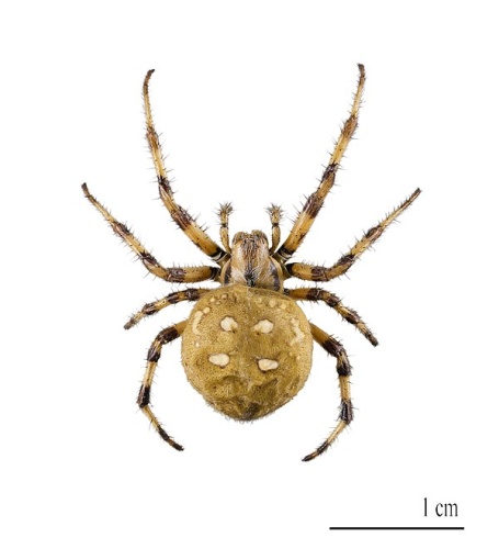 Araneus quadratus &copy; <a href="//commons.wikimedia.org/wiki/User:Archaeodontosaurus" title="User:Archaeodontosaurus">Didier Descouens</a>