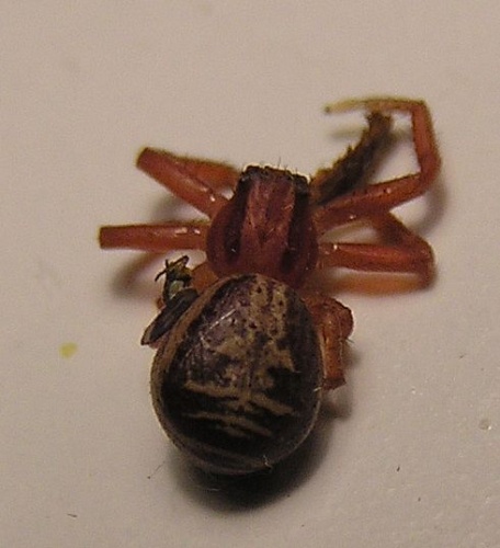 Xysticus bifasciatus &copy; Teppo Mutanen