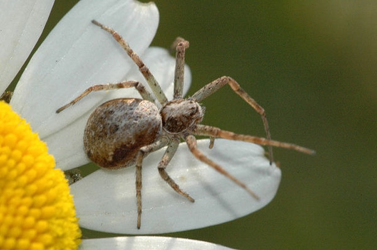 Philodromus dispar © James K. Lindsey