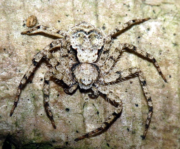 Philodromus margaritatus © <a href="//commons.wikimedia.org/wiki/User:Lucarelli" title="User:Lucarelli">Lucarelli</a>