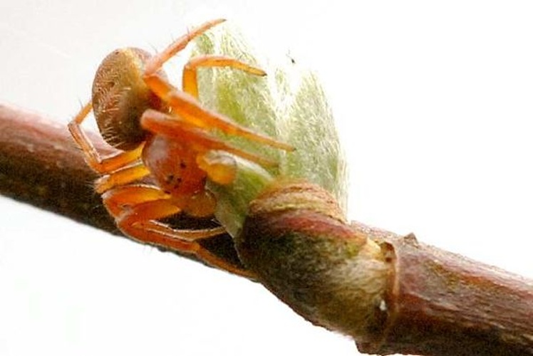 Philodromus rufus &copy; James K. Lindsey