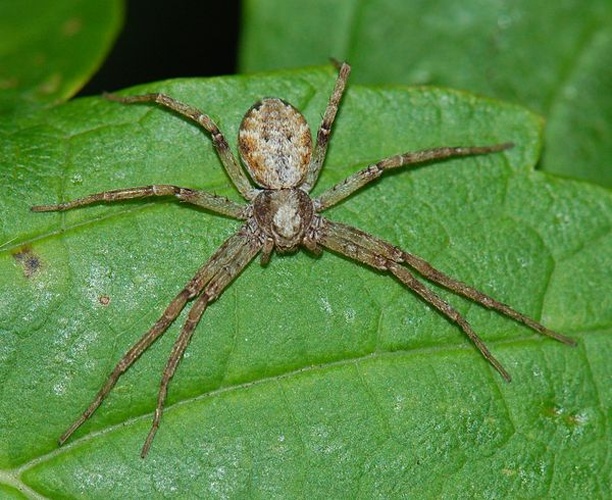 Philodromus cespitum © <a href="//commons.wikimedia.org/w/index.php?title=User:Accipiter&amp;action=edit&amp;redlink=1" class="new" title="User:Accipiter (page does not exist)">Accipiter</a> (R. Altenkamp, Berlin)