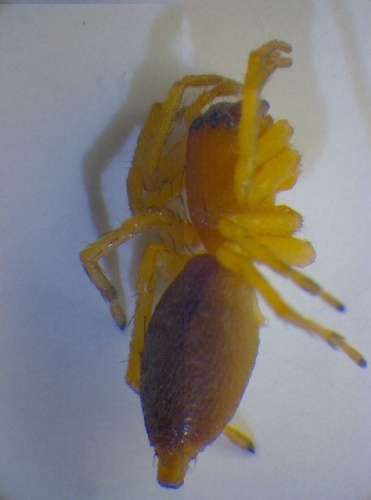 Clubiona neglecta © Zoologische Staatssammlung Muenchen