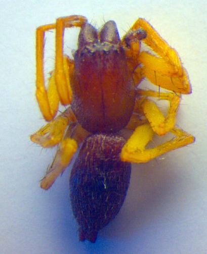 Clubiona brevipes &copy; Zoologische Staatssammlung Muenchen