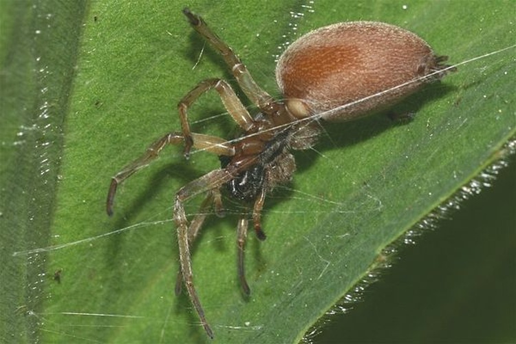 Clubiona trivialis © Holger Gröschl