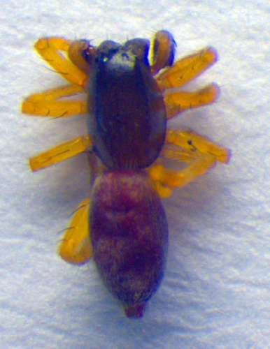 Clubiona subtilis © Zoologische Staatssammlung Muenchen