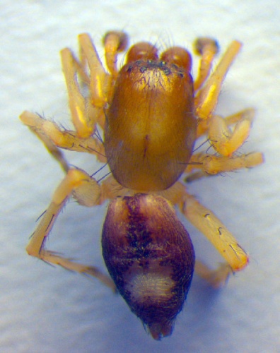 Clubiona leucaspis &copy; Zoologische Staatssammlung Muenchen