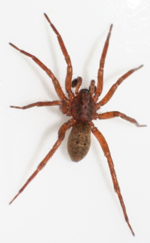 Agroeca brunnea © <a rel="nofollow" class="external text" href="https://www.flickr.com/photos/47407653@N00">Benedikt</a>