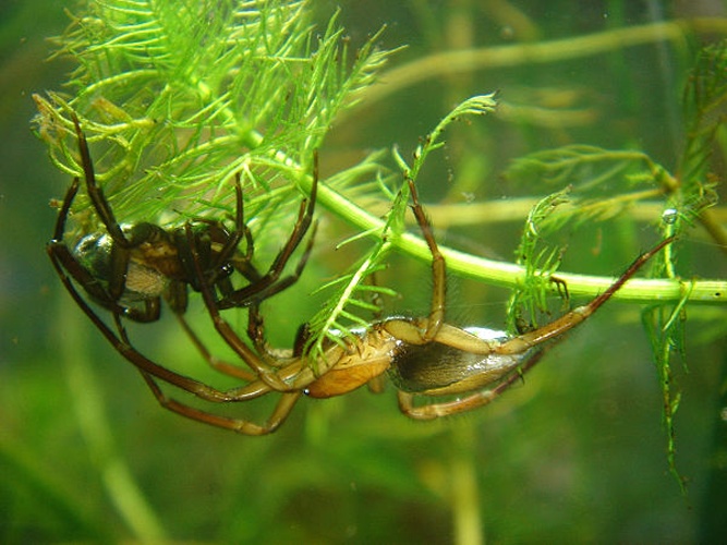 Diving bell spider © Norbert Schuller <a href="//commons.wikimedia.org/w/index.php?title=User:Baupi&amp;action=edit&amp;redlink=1" class="new" title="User:Baupi (page does not exist)">Baupi</a>